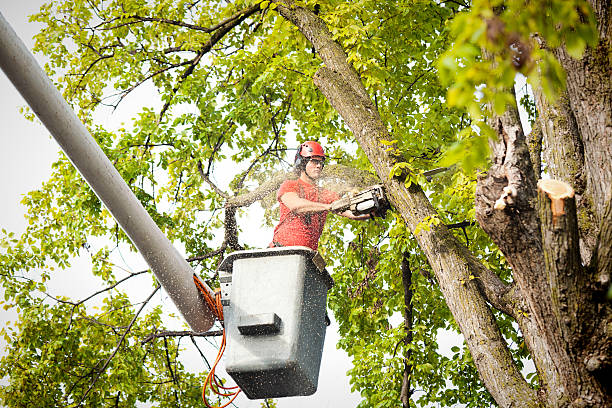 Professional Tree Service in Merriam, KS